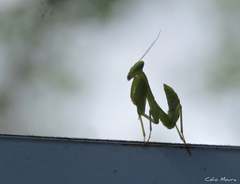 Photiomantis planicephala