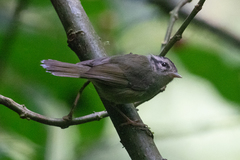Basileuterus melanotis