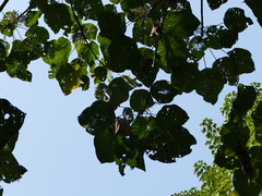 Pterospermum acerifolium