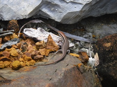 Trachylepis gravenhorstii