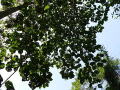 Pterospermum acerifolium