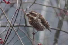 Haemorhous purpureus purpureus