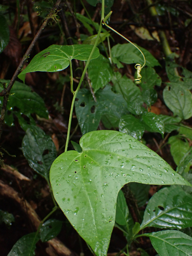 Passiflora capsularis image