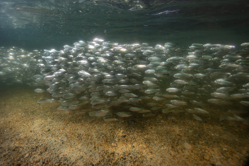 Atlantic menhaden (Brevoortia tyrannus) — Clupeidae — 5