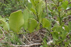 Capparis sepiaria