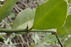 Capparis sepiaria