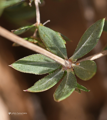Rubia tenuifolia