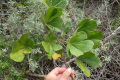 Cussonia thyrsiflora