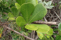 Cussonia thyrsiflora