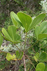 Cussonia thyrsiflora