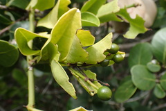 Capparis sepiaria