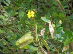 Cenostigma bracteosum
