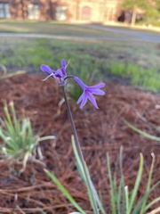 Tulbaghia violacea
