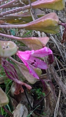 Brunsvigia bosmaniae
