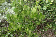 Pterocelastrus tricuspidatus