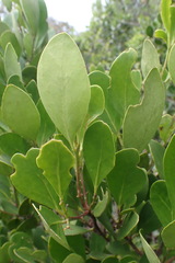 Pterocelastrus tricuspidatus