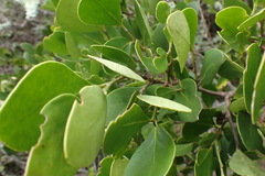 Pterocelastrus tricuspidatus