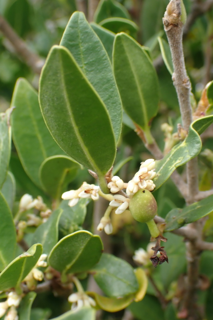 Pock-ironwood (Petro Wipplinger, 5 Coral Crescent, Myoli Beach- Local ...