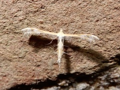 Megalorhipida