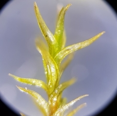 Didymodon rigidulus