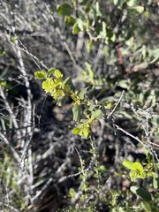 Rhamnus pilosa