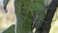 Peucetia flava