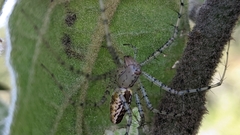 Peucetia flava