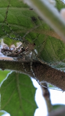 Peucetia flava