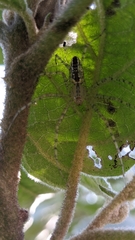 Peucetia flava