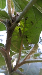 Peucetia flava