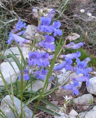 Penstemon