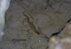Lissotriton lantzi