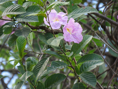 Tabebuia roseoalba