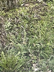 Taraxacum officinale