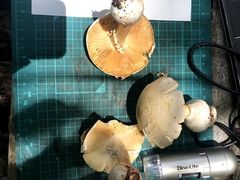 Amanita gymnopus