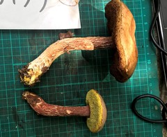 Aureoboletus russellii