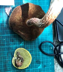 Aureoboletus russellii