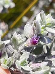 Amphithalea phylicoides