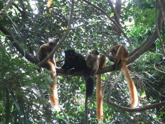 Eulemur macaco