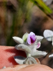 Amphithalea phylicoides