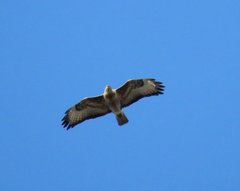 Buteo buteo