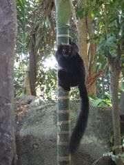 Eulemur macaco