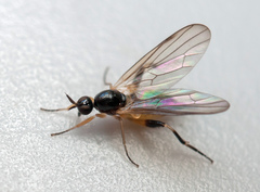 Oedalea stigmatella