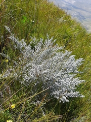 Amphithalea phylicoides