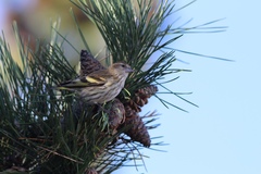 Spinus pinus pinus