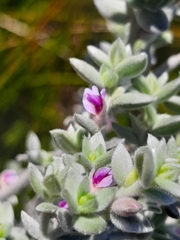 Amphithalea phylicoides