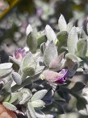 Amphithalea phylicoides