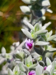 Amphithalea phylicoides