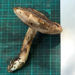 Austroboletus gracilis