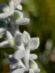 Amphithalea phylicoides